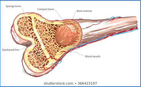 Bone Density Solution e-Book