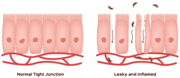 Gut Repair 360 Ingredients