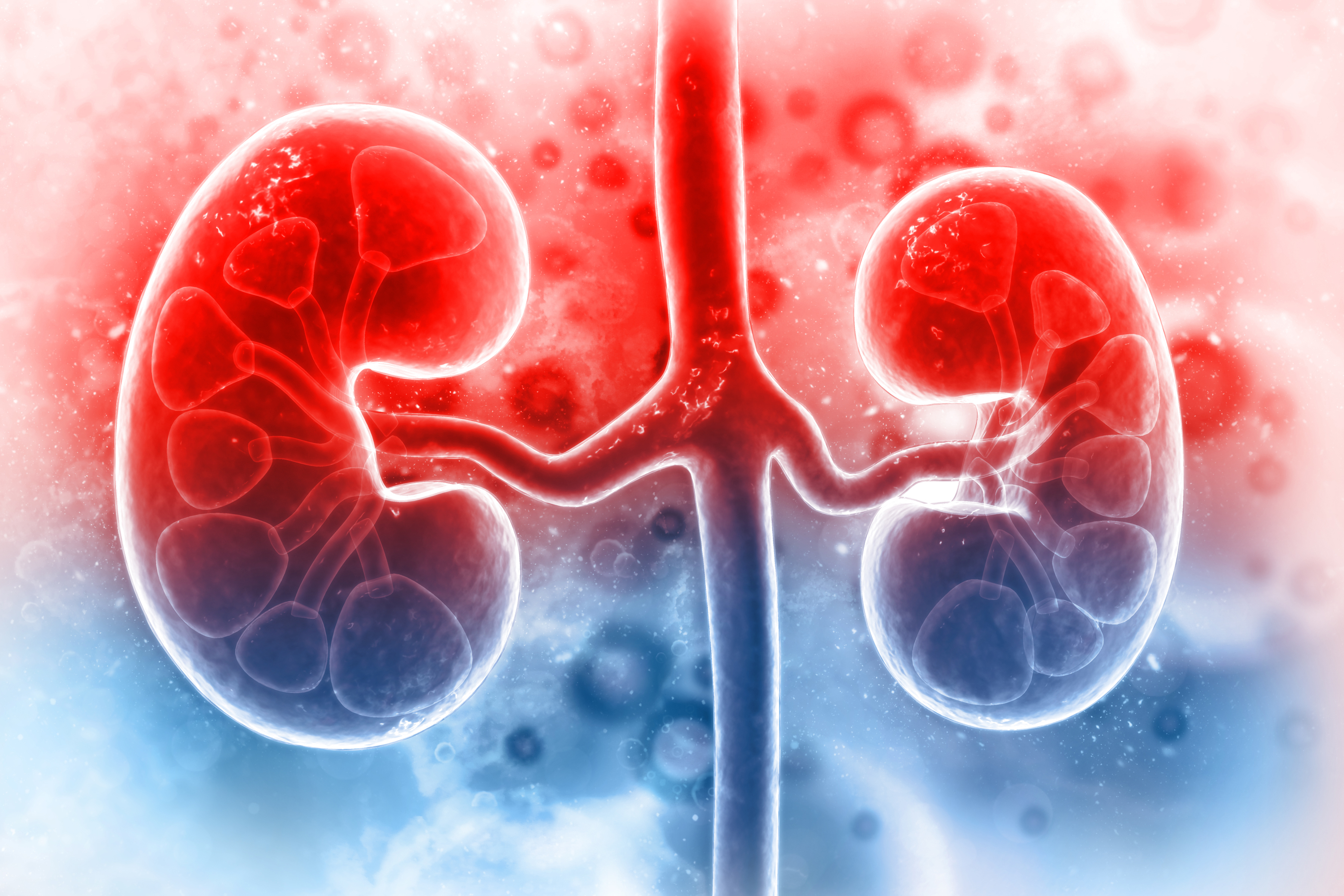 kidney disease solution program review